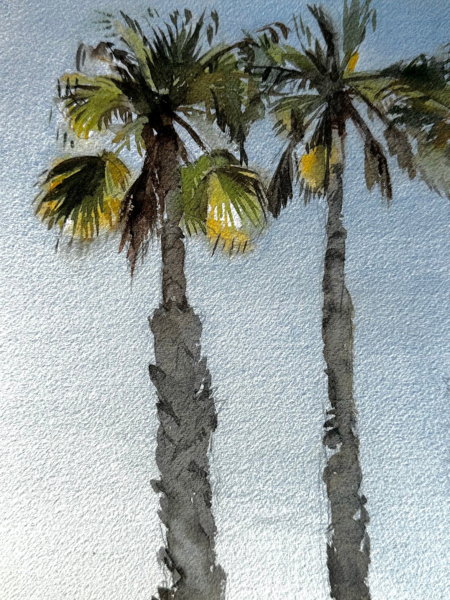 Palm Trees, California