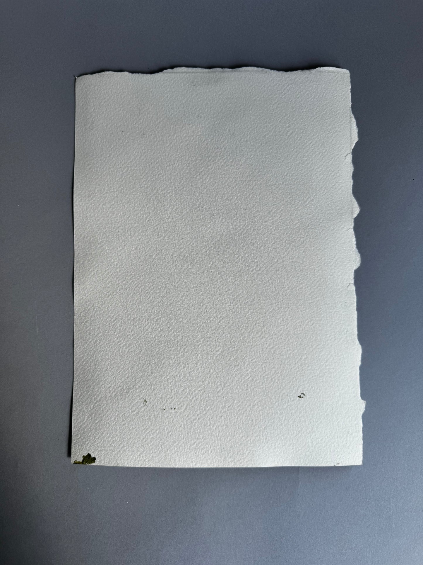 Palm Trees, California