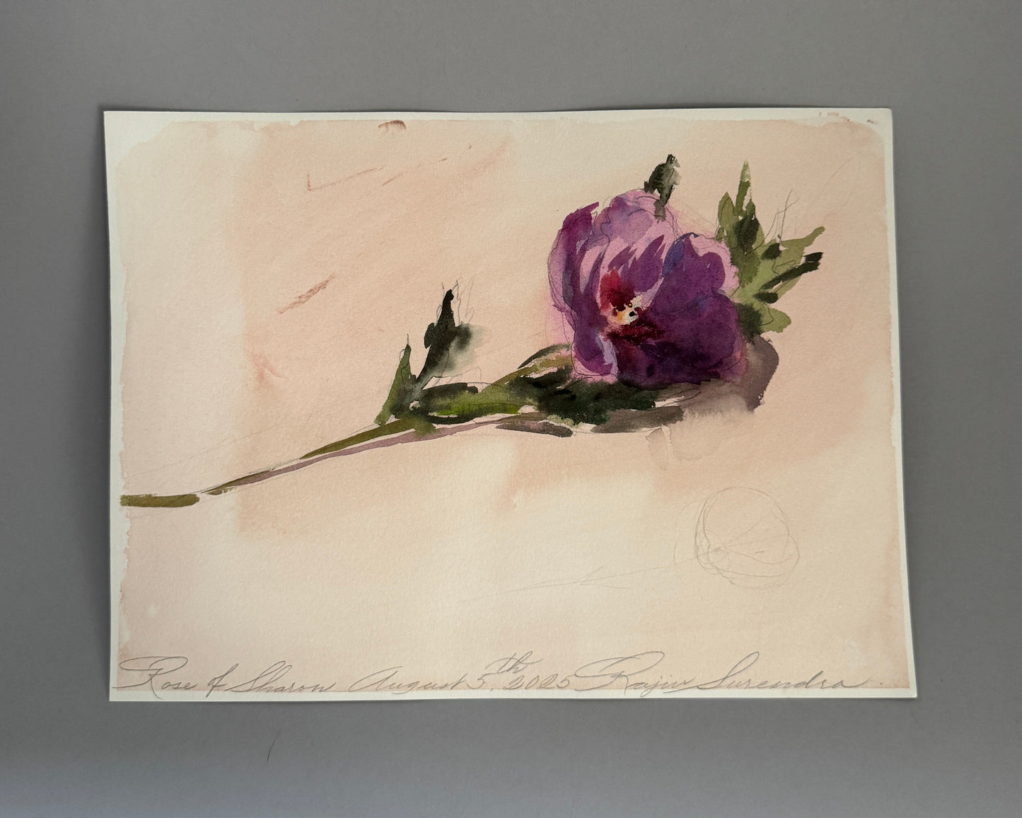 Rose of Sharon Study