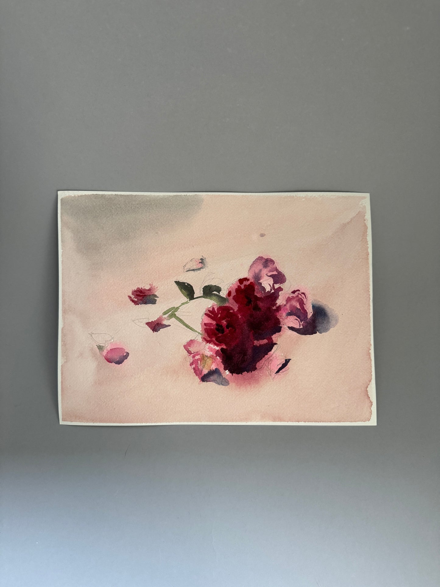 Rose of Sharon Study