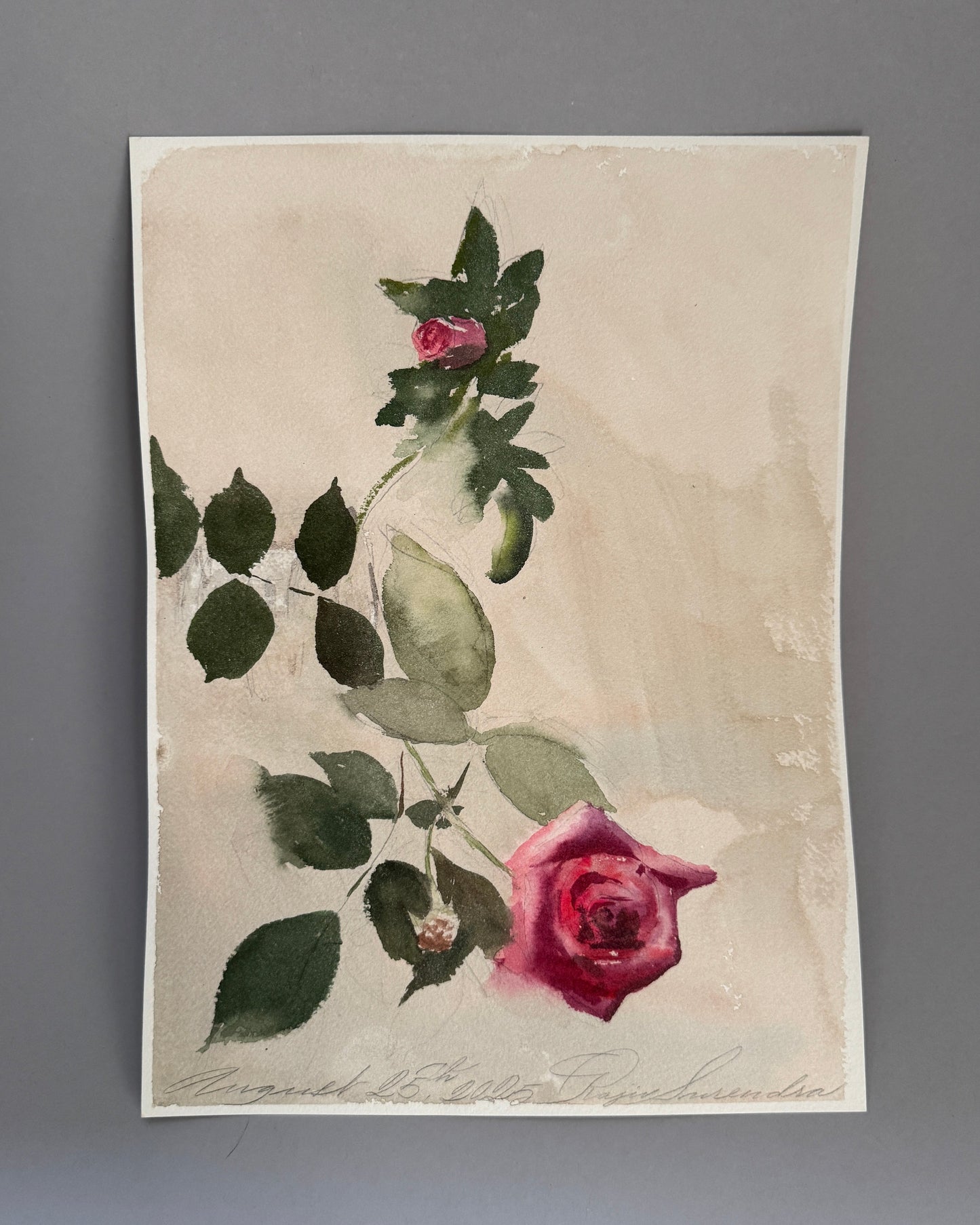 Pink Rosebuds Study