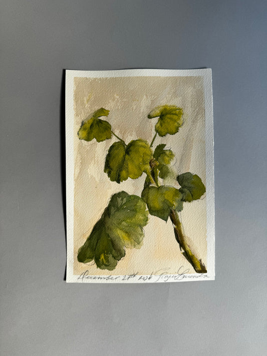 A Study of Geranium Leaves