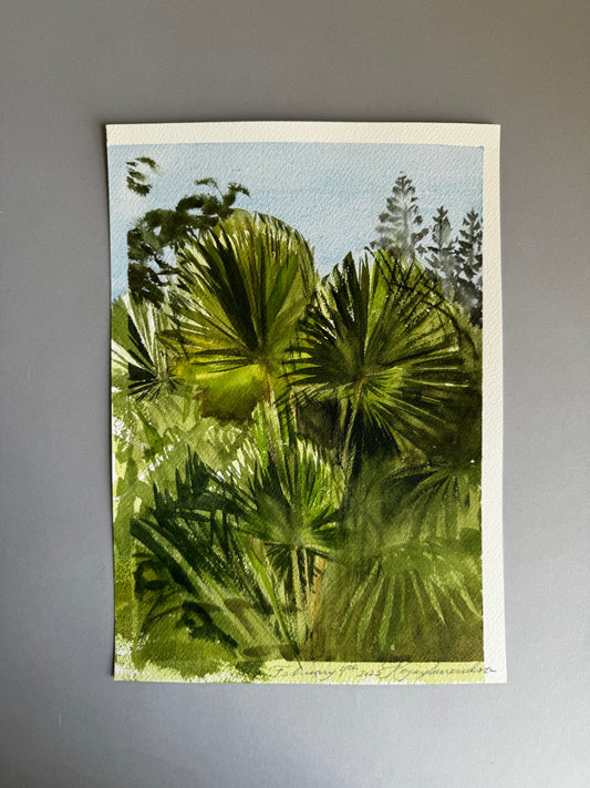 Fan Palm Study