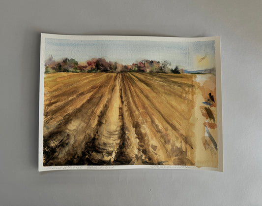 Plowed Corn Field Study, Rhode Island